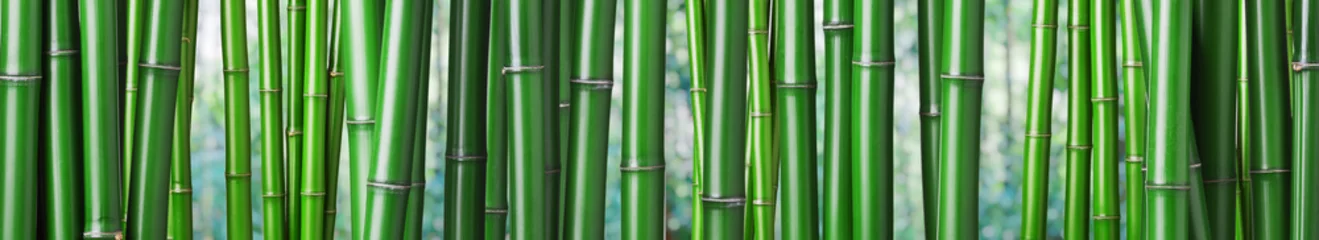 Papier Peint photo Lavable Bambou fond de bambou vert