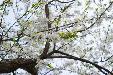 Apricot tree flower, seasonal floral nature background