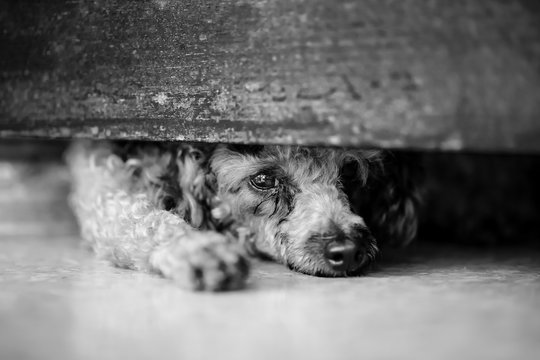 puddle dog is hiding and watching out with black and white tone