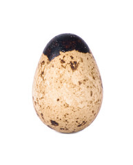 One quail egg.