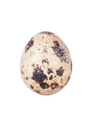 Naklejka na ściany i meble One quail egg.