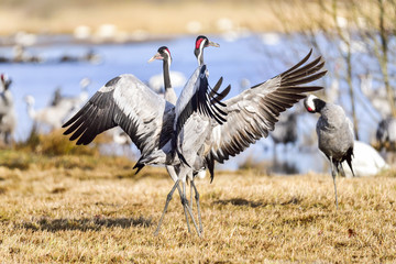 Eurasian crane