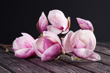 magnolia fresh spring flowers