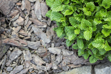 Soft focused melissa herb on bark mulch