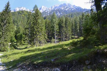 Wald und Bergkulisse 