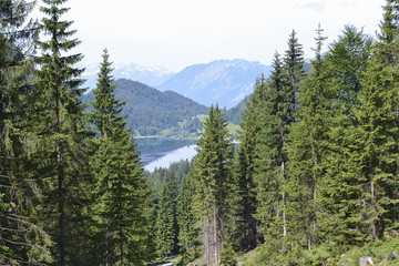 Wald und Bergkulisse