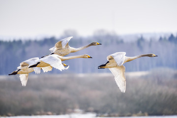 Whooper swan