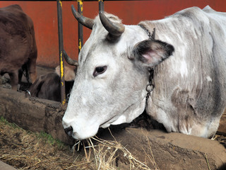 mucche alla mangiatoia