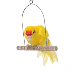 Naklejka premium Red-fronted Kakariki parakeet