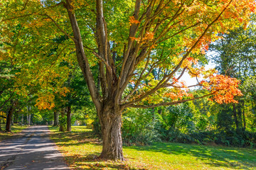 Fototapeta na wymiar Autumn Shade Trees