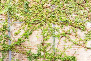 Vine Branch, Vine leaves on wall background