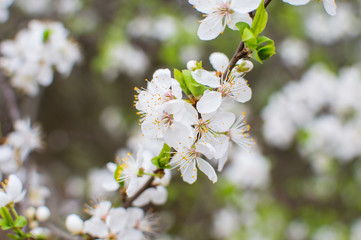 Blossom tree