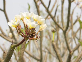 Frangipani Plumeria flowers