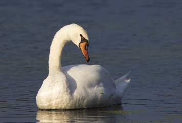 Obraz premium Mute Swan (Cygnus olor) gracefully floating in a clear blue lake.