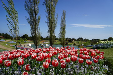 明石海峡公園　チューリップ © garden