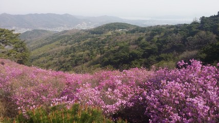 Goryeo mountain in spring