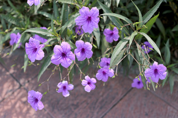 Purple flowers that are blooming in the garden.
