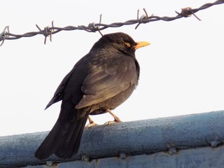 Blackbird and barbed wire