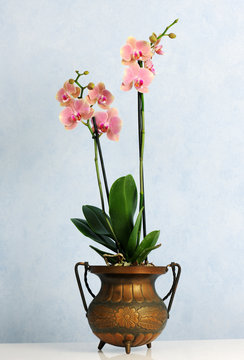 Fototapeta pot with pink orchid