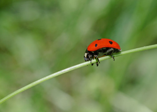 close up of ladybug sitting on blade