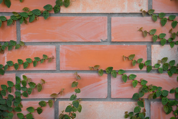 the tree climbing on the brick wall