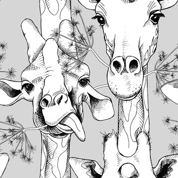 Seamless pattern with the image of giraffes munching grass. Vector black and white illustration.