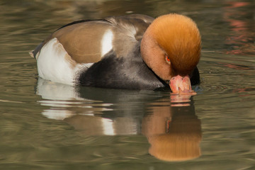 Fistione Turco Photos Royalty Free Images Graphics Vectors Videos Adobe Stock