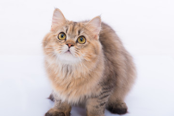 Obraz na płótnie Canvas Persian cat