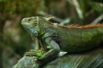 Green iguana (Iguana iguana).