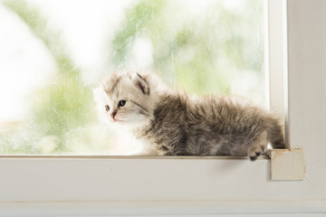 Fototapeta na wymiar Cute kitten