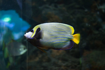 Fototapeta na wymiar Emperor angelfish (Pomacanthus imperator).