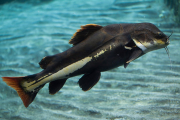Obraz premium Redtail catfish (Phractocephalus hemioliopterus).
