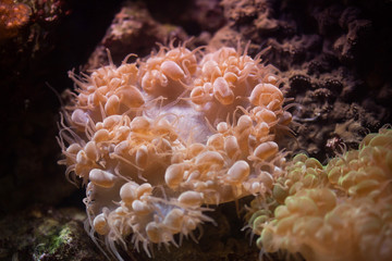 Naklejka na ściany i meble Bubble coral (Plerogyra sinuosa).