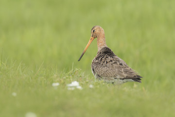 Graceful godwit bird in a meadow
