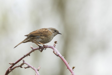 Dunnock singing bird