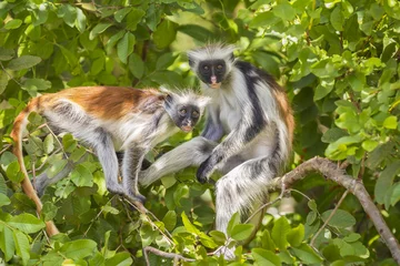 Fototapeten Red Colobuse Monkey © Sander Meertins