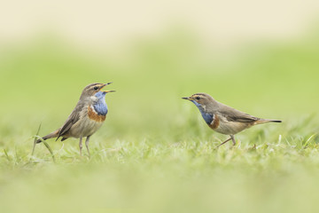 Bluethroat foraging in grass
