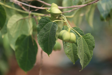 Legumes of Sacha inchi or Inca peanut tree.