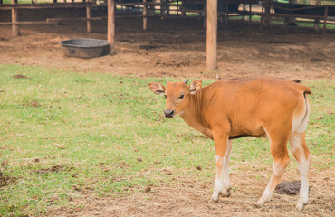 Young watusi , Watusi Cow.