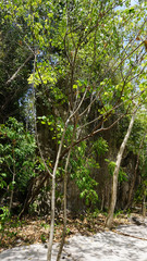 green landscpae in thailand