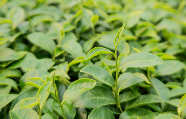 Tea , Top tea plantation , Tea plantation, Tea leaves.