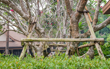 Tree care , Pole tree new plant after.