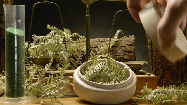 Pteridophytes Pteridofitas Paprotniki Gef&auml;&szlig;sporenpflanzen سرخس&zwnj;تباران Pteridophyta Сосудистые споровыеFelci 양치식물 Felce שרכנים