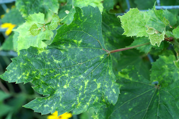 Viral disease on vine leaf