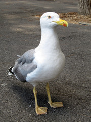 Curious Seagull Standing On The Pathway / Seagull
