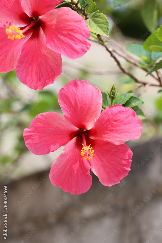 Wall mural hibiscus flowers blossom in the garden.