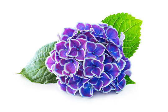 Fototapeta Purple flower hydrangea on a white background.