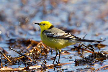 Citrine Wagtail (Motacilla citreola) near the water on a sunny day