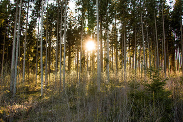 Abendsonne bricht durch den Wald