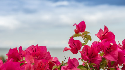 Red Bougainvillea with blue sky backgroumd